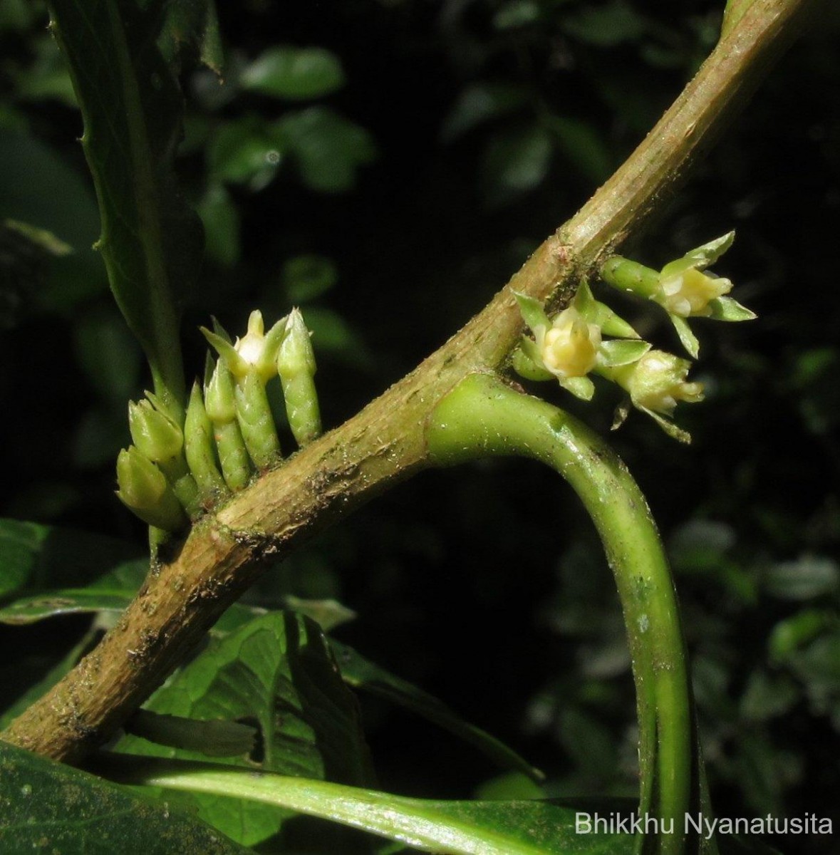 Agrostistachys indica Dalzell